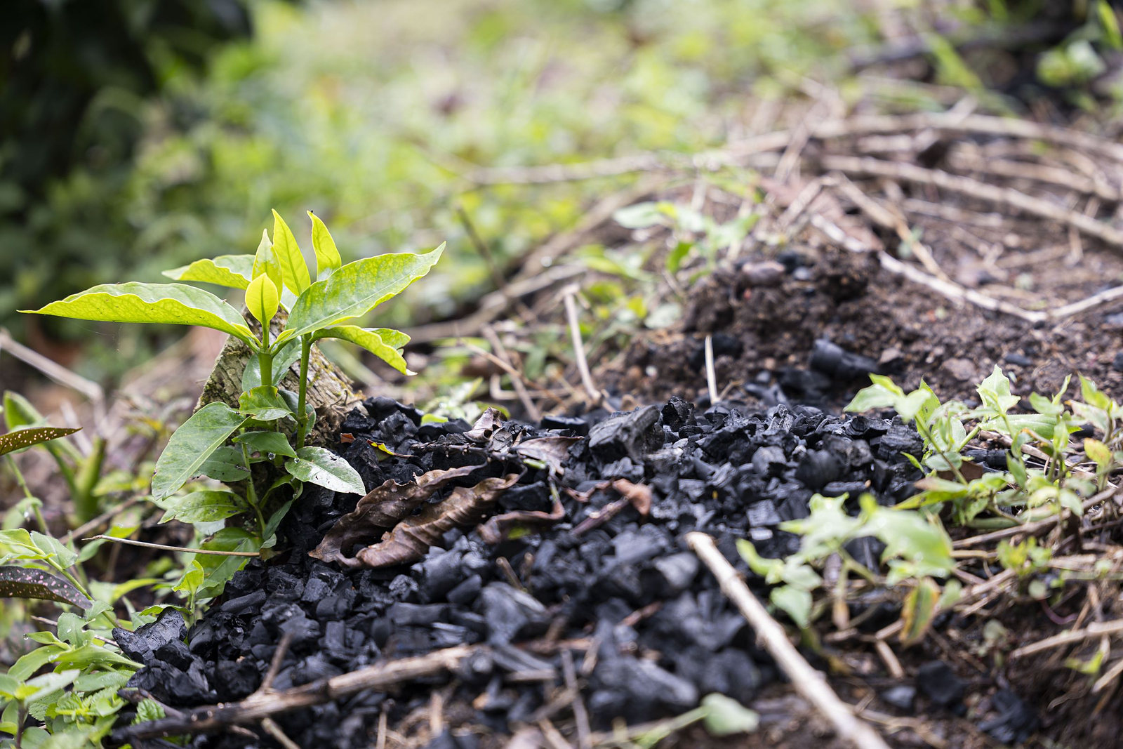 Biochar packed around the base of a renovated coffee stump, with the new shoot coming up through it