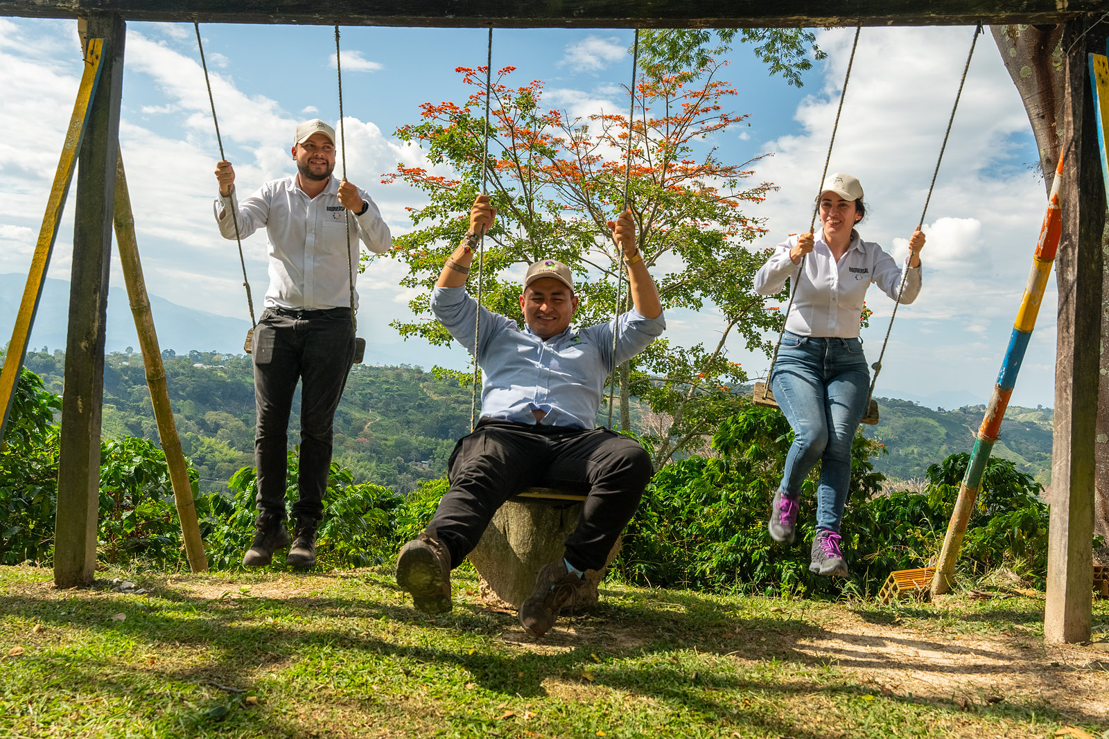 Three of the Cirkular team on swings hung from a timber frame over a coffee hillside, a flamboyan in bloom behind them