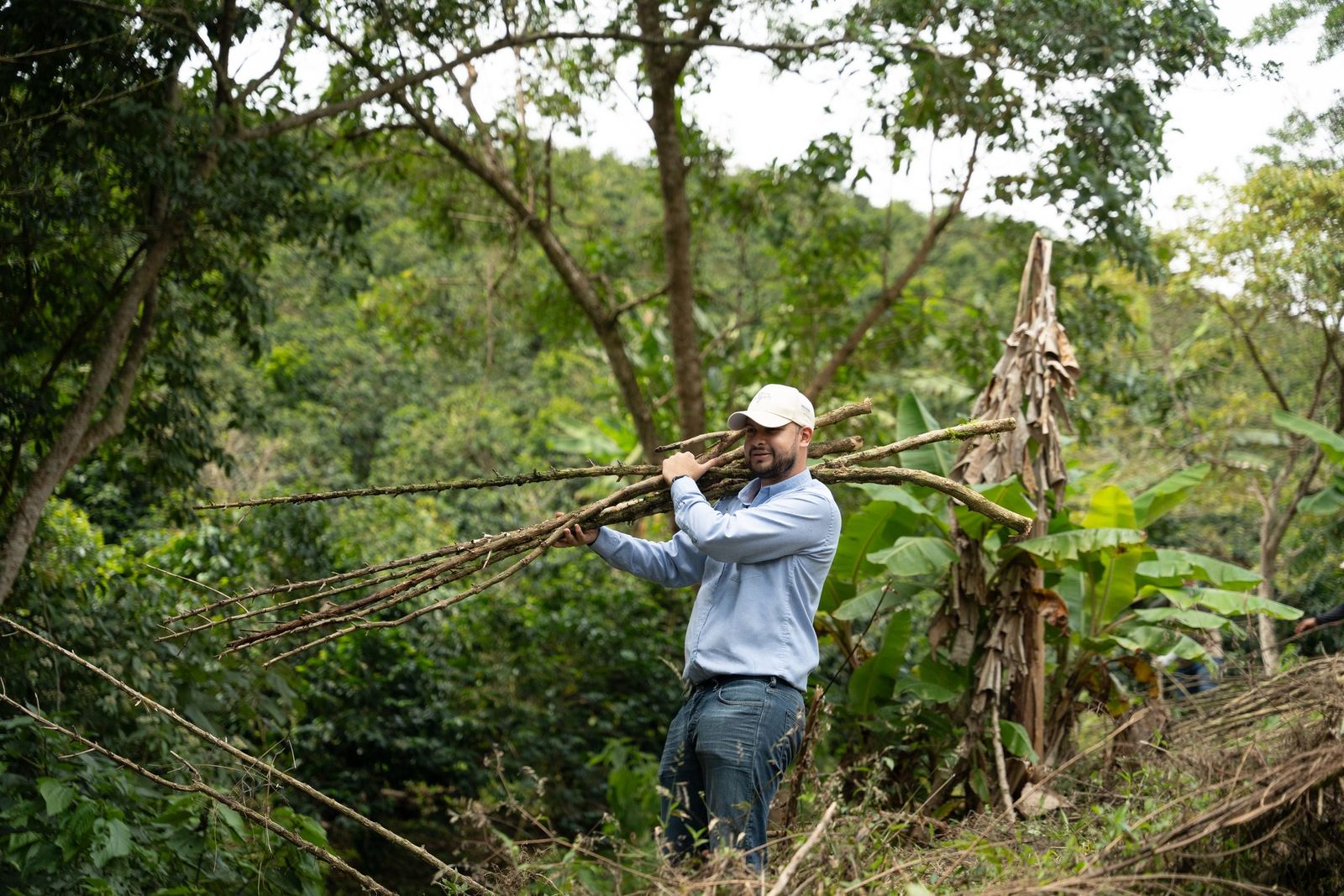 A Cirkular field worker carrying a bundle of cut coffee stems on his shoulder, on a hillside farm after a plot was renewed
