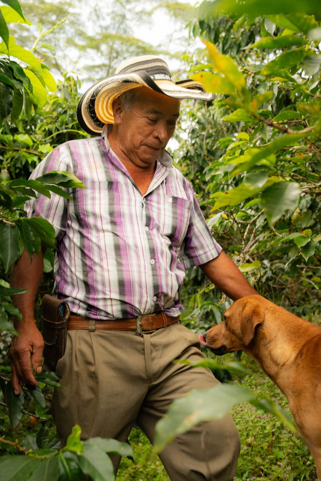 A coffee grower in his hat among the rows of his own farm, his dog reaching up to him