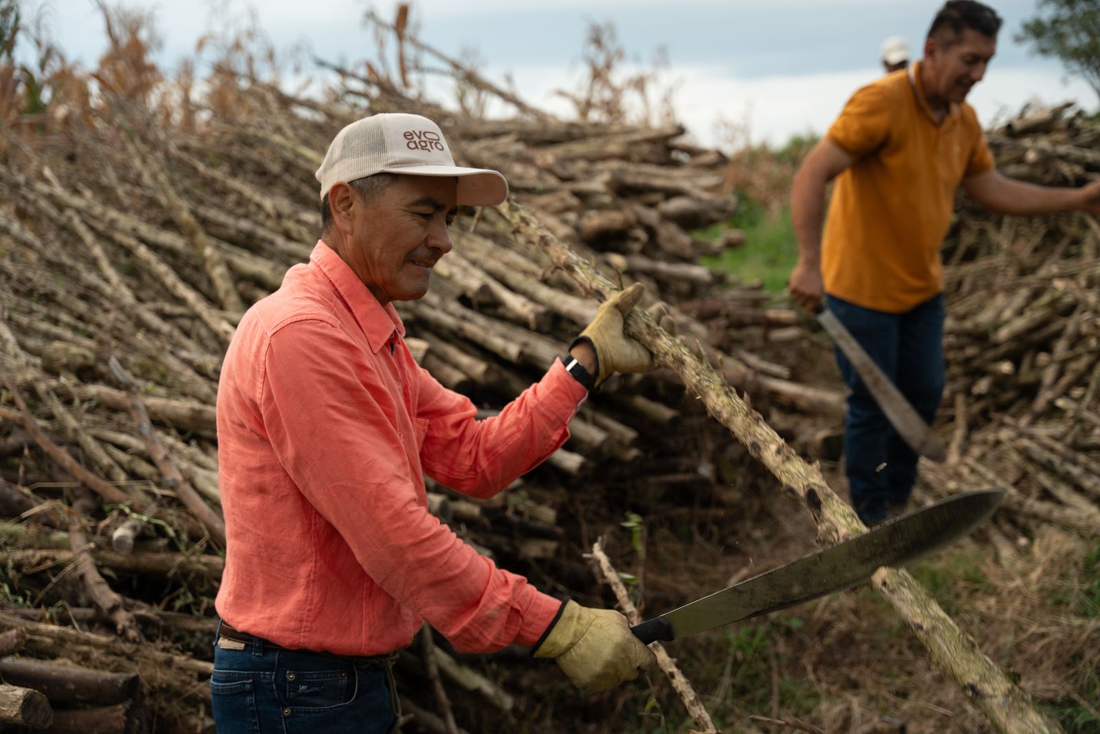 A grower cutting zoca with a machete beside the stacked stems of a renovated coffee lot, a second grower carrying more behind him