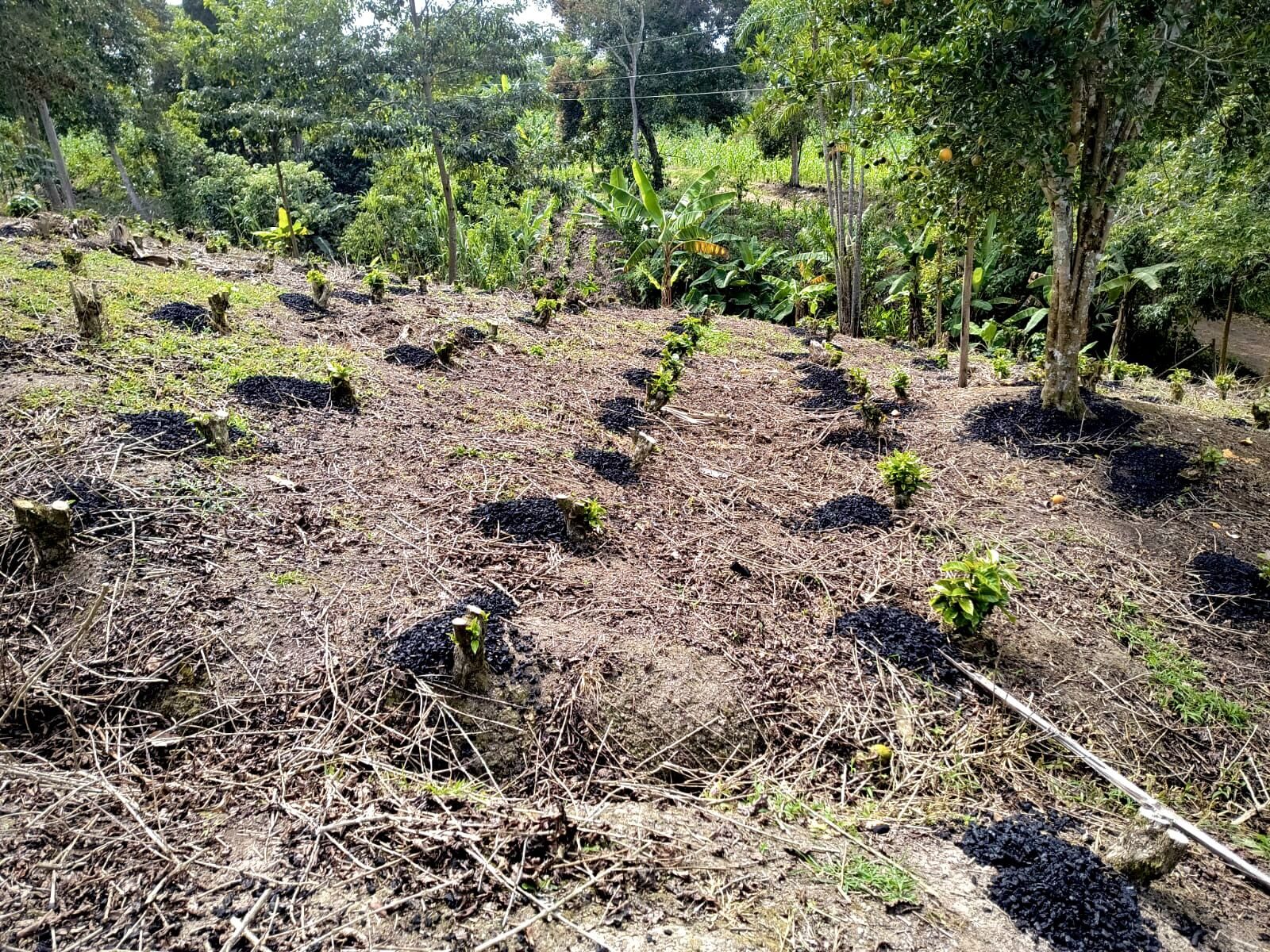 Biochar spread along the coffee rows of a farm in the program