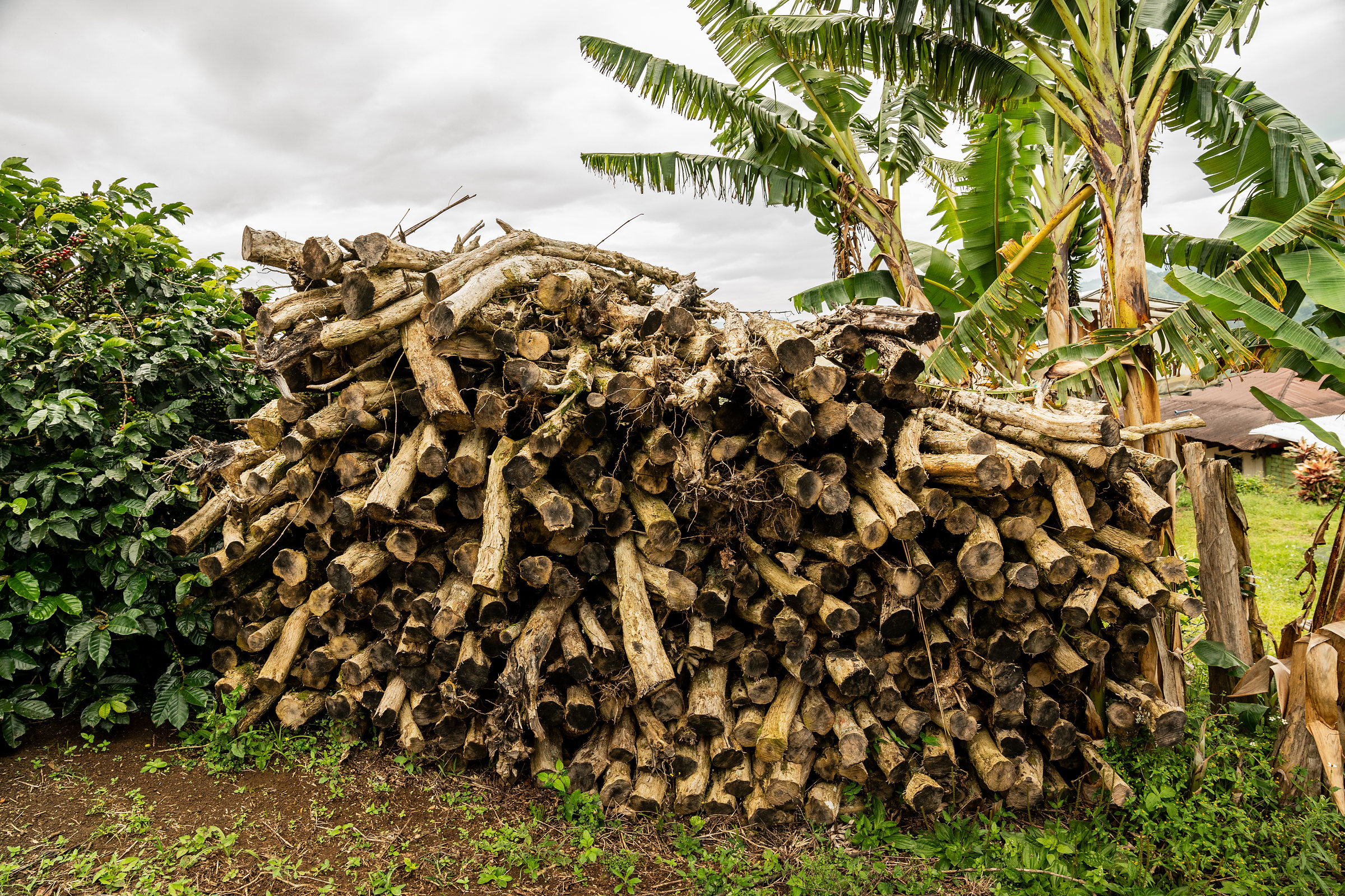 Zoca stacked on the ground at the edge of a coffee farm: the cut stems that feed the kilns